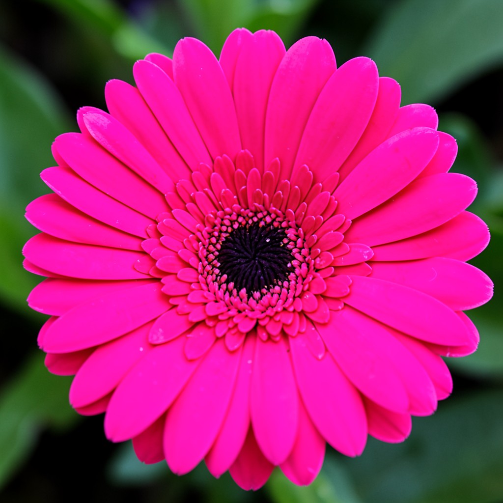 Gerbera
